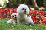 BICHON FRISE 611